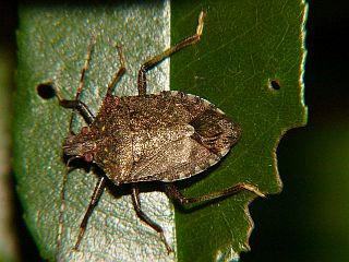 Halyomorpha halys