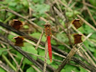 Sympetrum pedemontanum