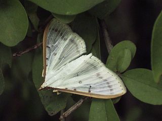 Palpita nigropunctalis