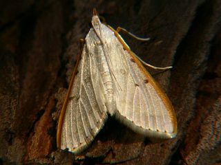 Palpita nigropunctalis