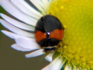 Coccinula crotchi