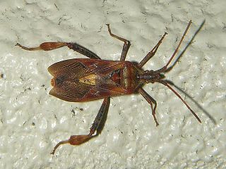 Leptoglossus occidentalis