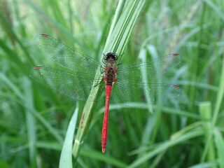 Sympetrum eroticum eroticum