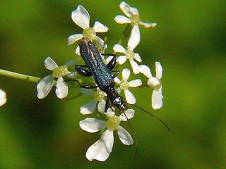 Oedemeronia lucidicollis