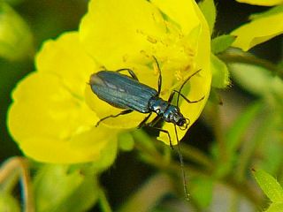 Oedemeronia lucidicollis