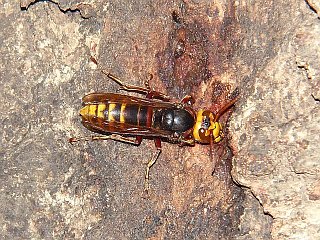 Vespa crabro flavofasciata