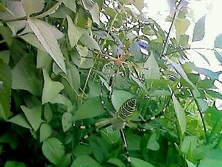 Argiope bruennichii