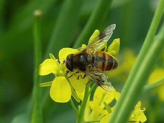 Eristalis tenax