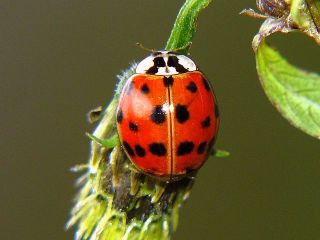 Harmonia axyridis