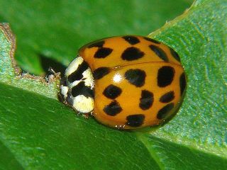 Harmonia axyridis