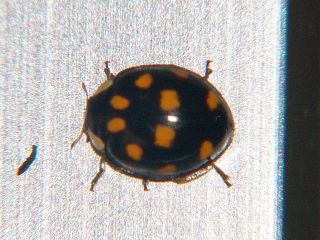 Harmonia axyridis