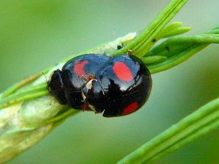 Harmonia axyridis