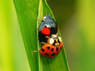 Harmonia axyridis