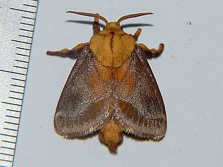 Narosoideus flavidorsalis