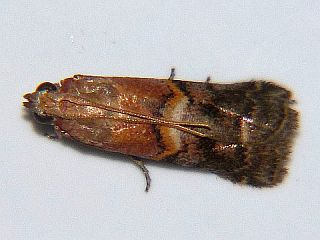 Conobathra bellulella
