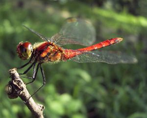 Sympetrum darwinianum