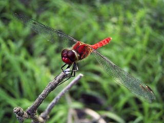 Sympetrum darwinianum