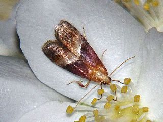 Etielloides bipartitella