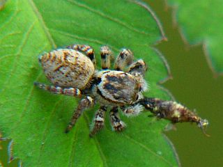 Carrhotus xanthogramma