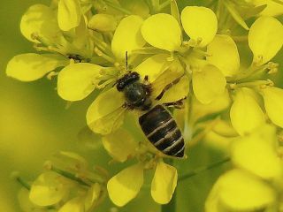 Apis cerana japonica