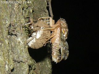 Platypleura kaempferi