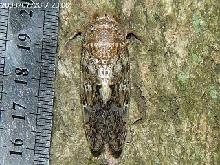 Platypleura kaempferi