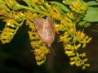 Cosmia affinis