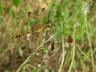 Sympetrum infuscatum