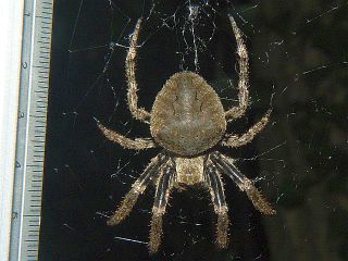 Araneus ventricosus