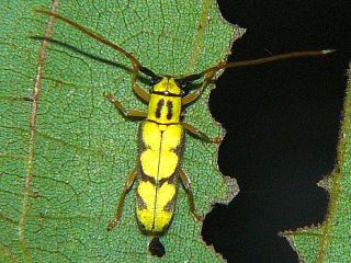 Menesia flavotecta