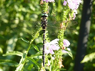 Anax parthenope(female)