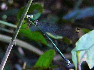 Lestes temporalis(female)