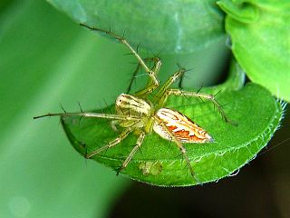 Oxyopes sertatus