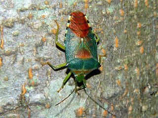 Acanthosoma denticauda