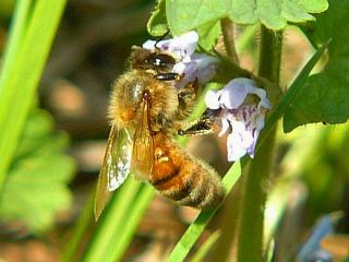 Apis mellifera