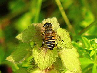 Eristalis cerealis