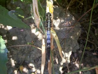 Orthetrum albistylum