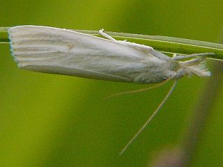 Calamotropha paludella purella