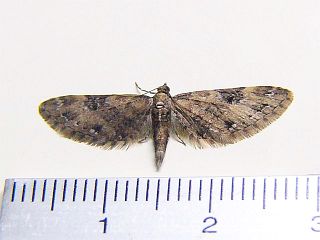 Eupithecia signigera