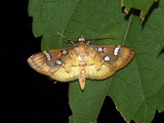 Cotachena pubescens
