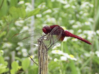 Crocothemis servilia mariannae