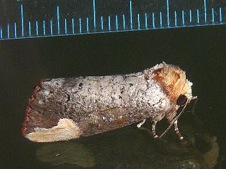 Phalera takasagoensis