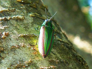 Chrysochroa fulgidissima