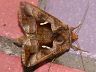 moth-image
