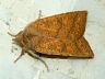 moth-image