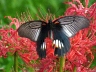 butterfly-image