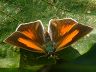 butterfly-image