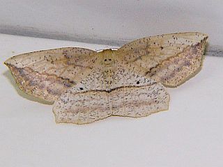 Xyloscia subspersata