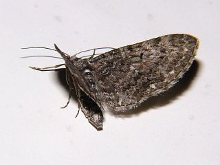 Eupithecia tenuisquama