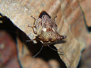 Alcimocoris japonensis